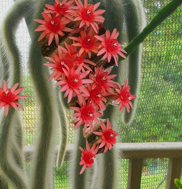 Cleistocactus colademononis aka Monkey Tail 