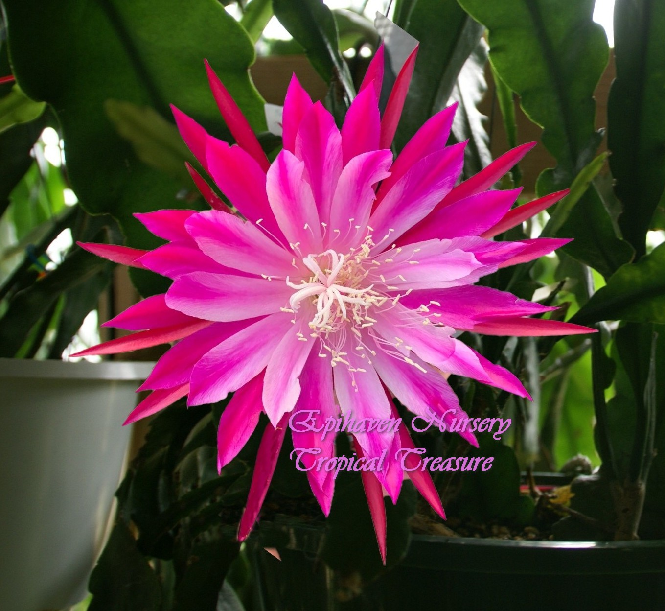 Epiphyllum 'Tropical Treasure' Cutting