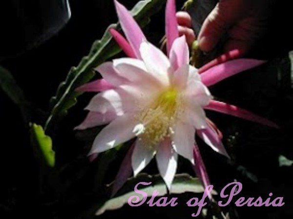 Epiphyllum Star of Persia Cutting