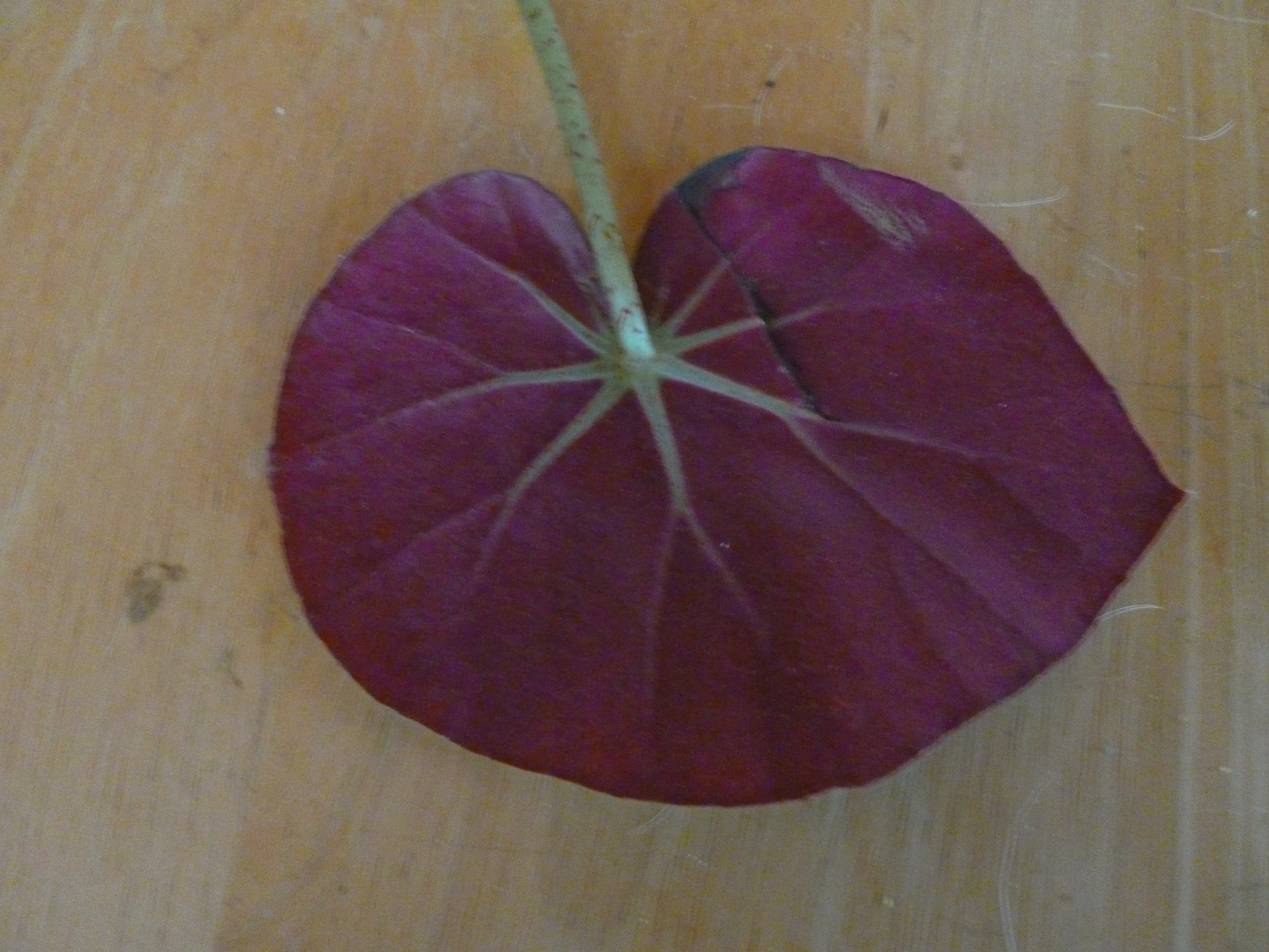 Begonia Rooted Plant