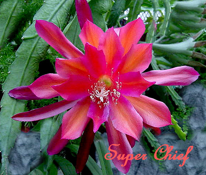 Epiphyllum "Super Chief" Cutting