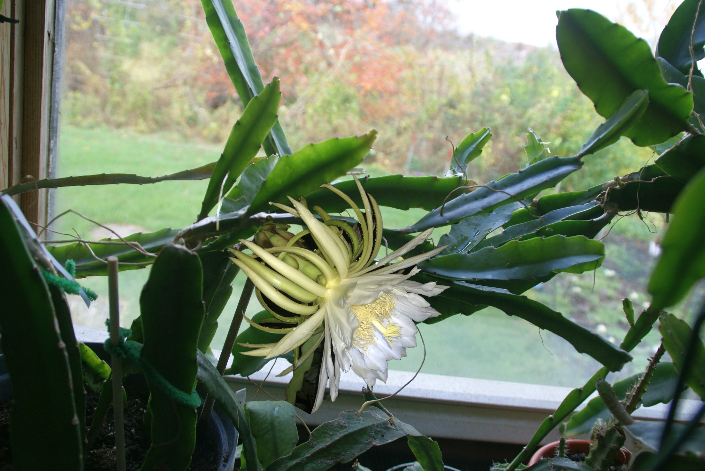Hylocereus "American Beauty"