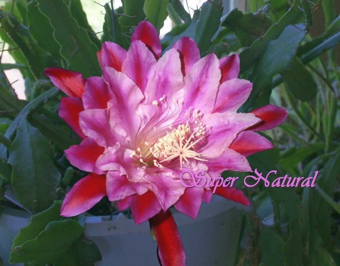 Super Natural Orchid Cactus Cutting