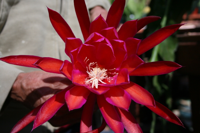 epiphyllum "Imperial Tiger" Cutting