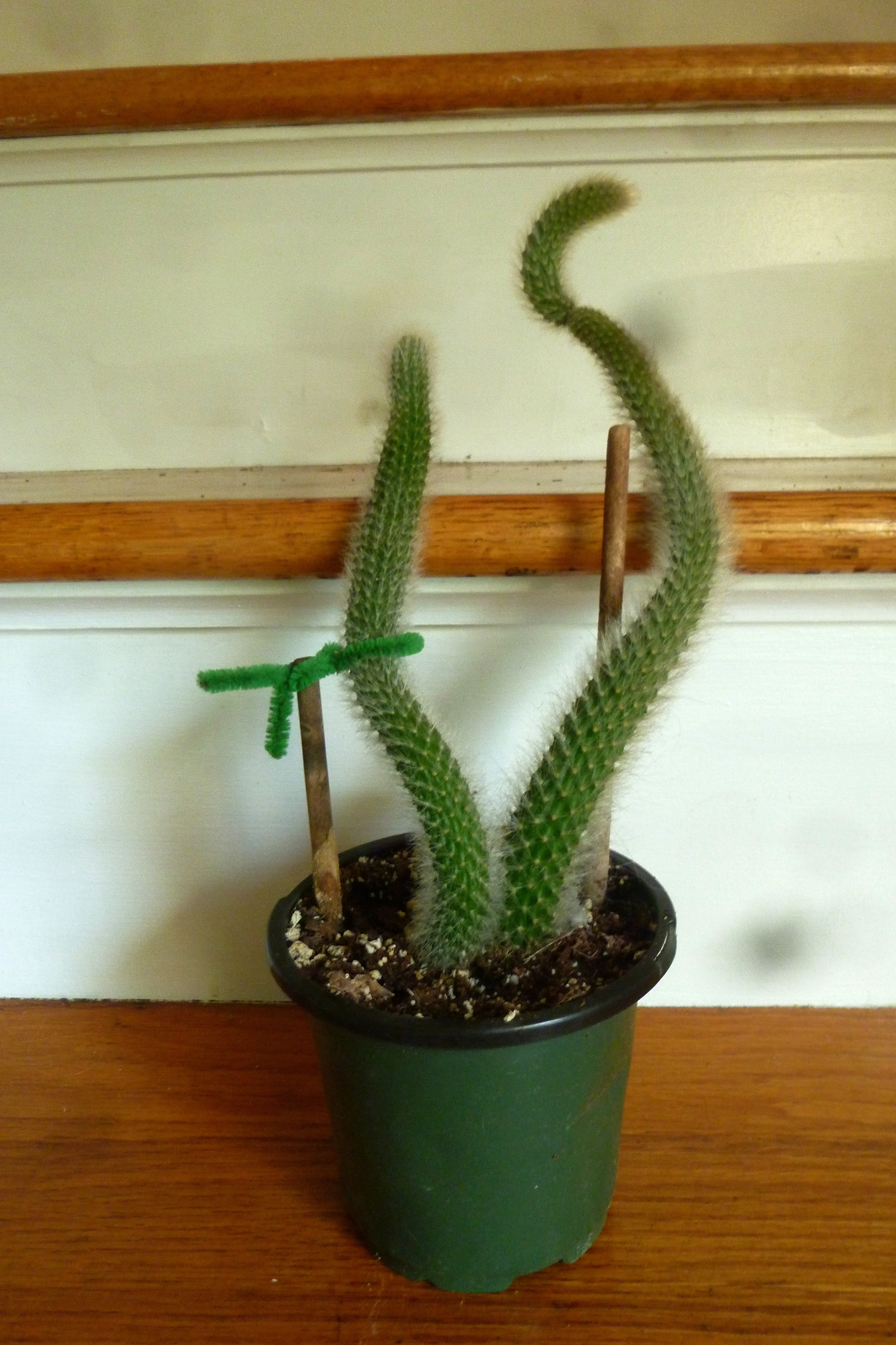 Cleistocactus colademononis aka Monkey Tail 