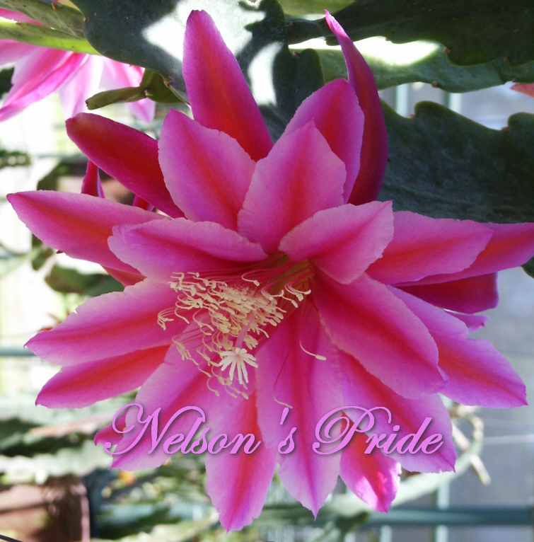 "Nelson's Pride" Hybrid Orchid Cactus
