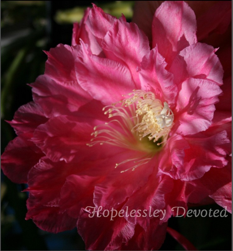 Epiphyllum 'Hopelessly Devoted' Cutting