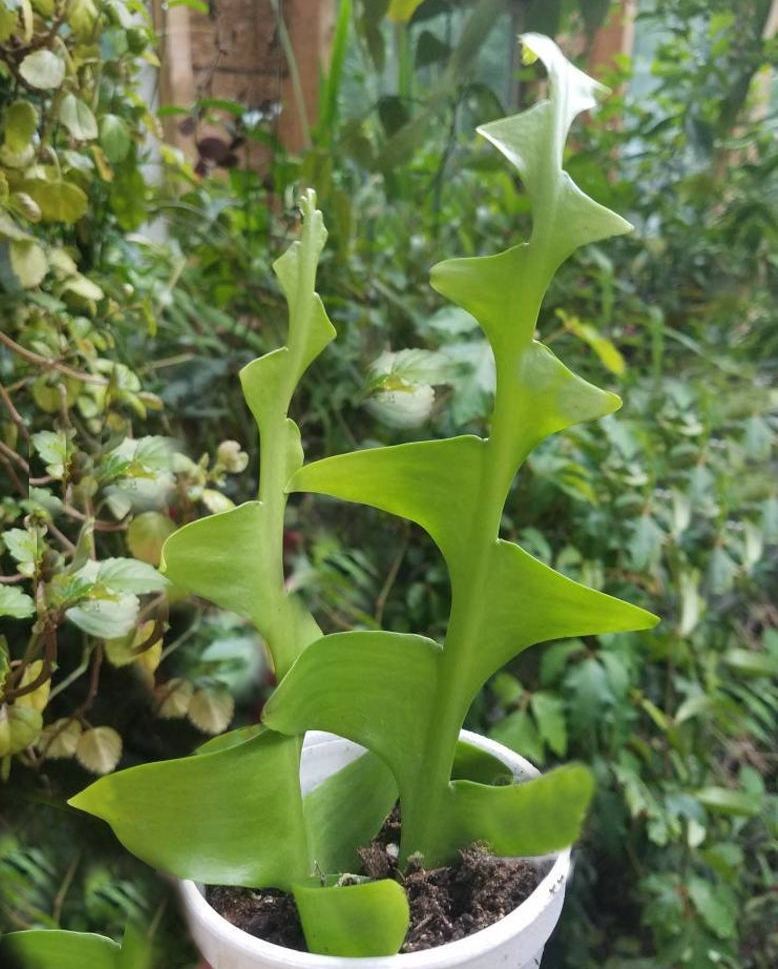 Selenicereus Chrysocardium (Shark tooth/Fern Cactus) 
