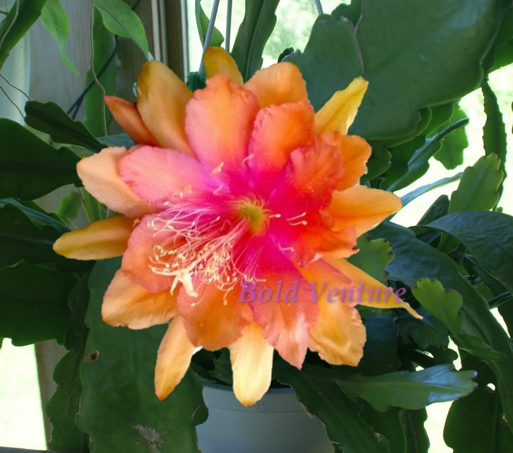 Epiphyllum 'Bold Venture'