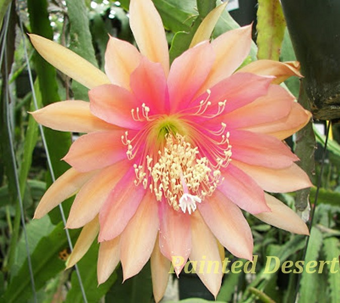 "Painted Desert" Epiphyllum