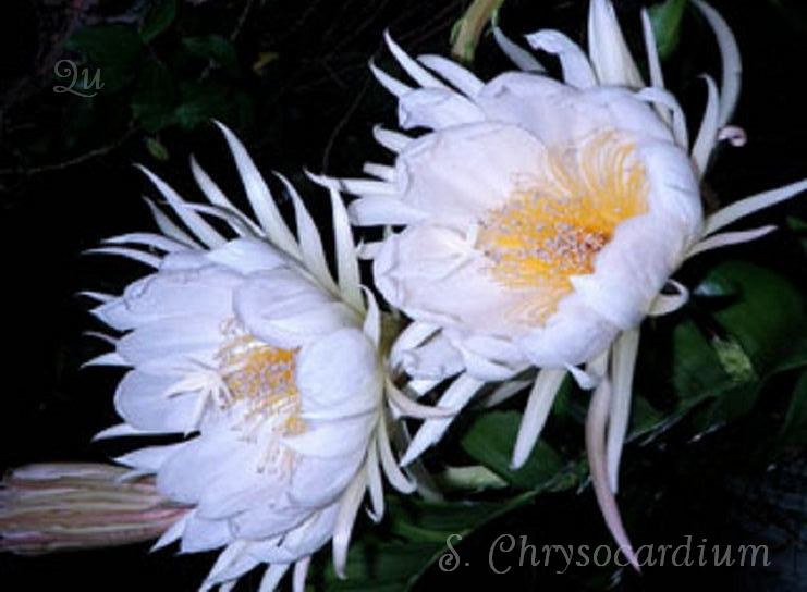Selenicereus Chrysocardium (Shark tooth/Fern Cactus) 
