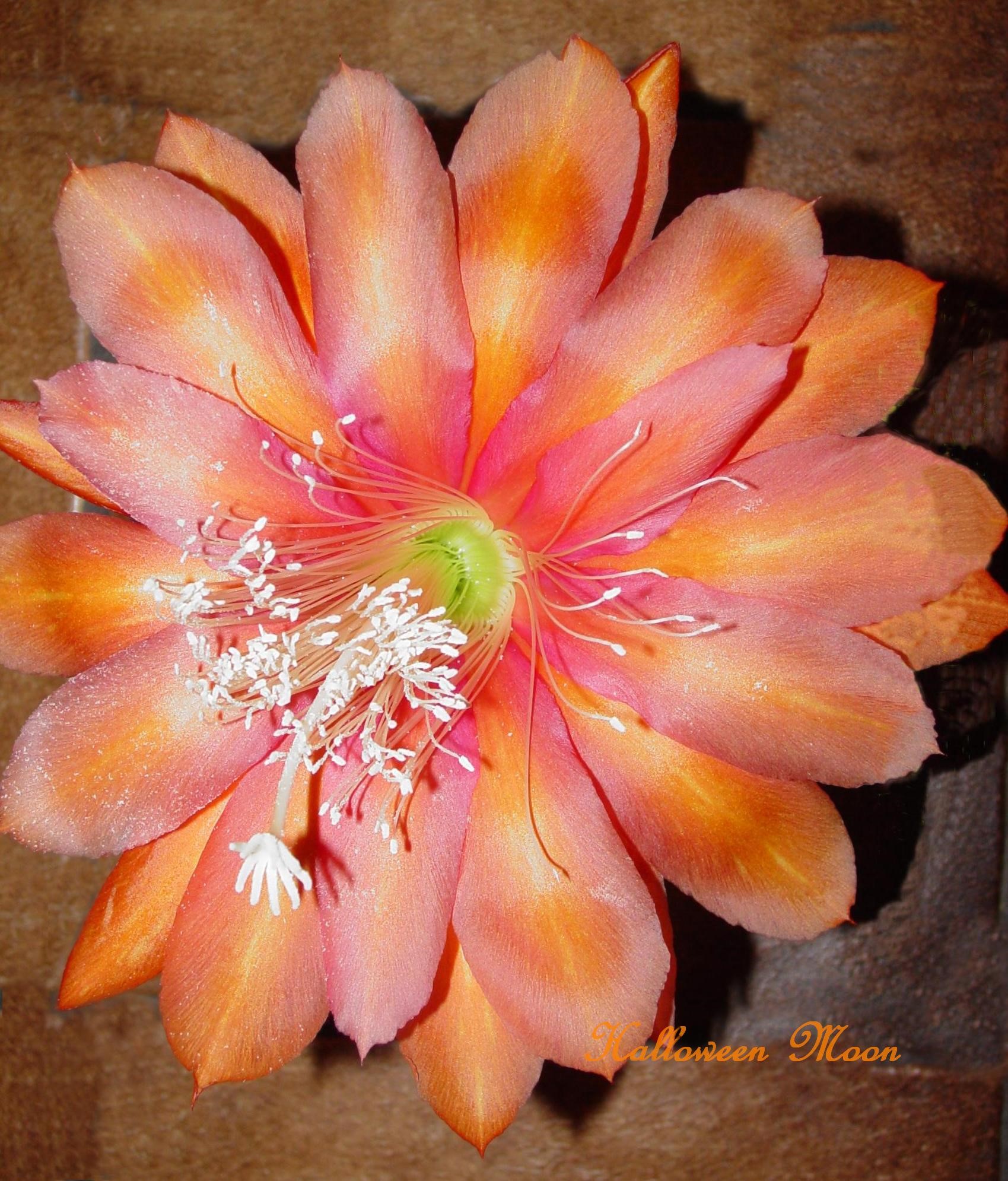Epiphyllum "Hallowe'en Moon"