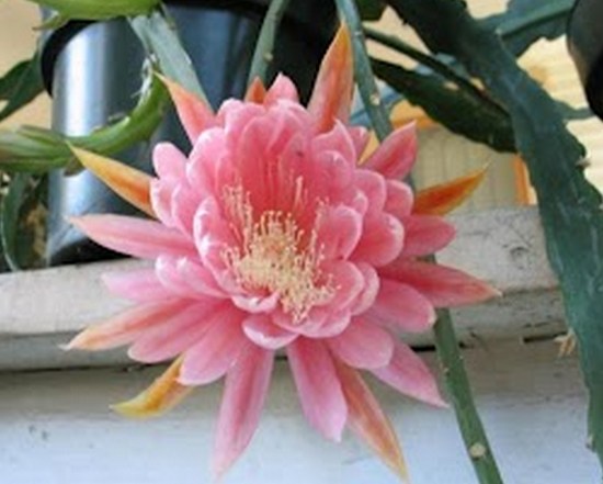 Epiphyllum 'American Sweetheart'