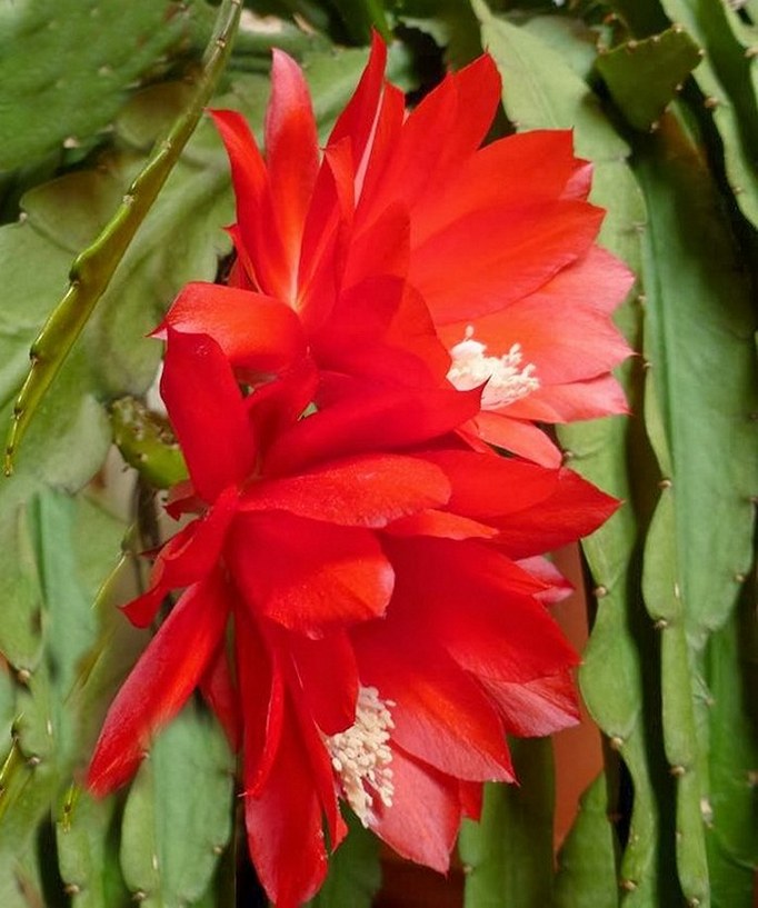 Epiphyllum Orchid Cactus "Ackermannii"