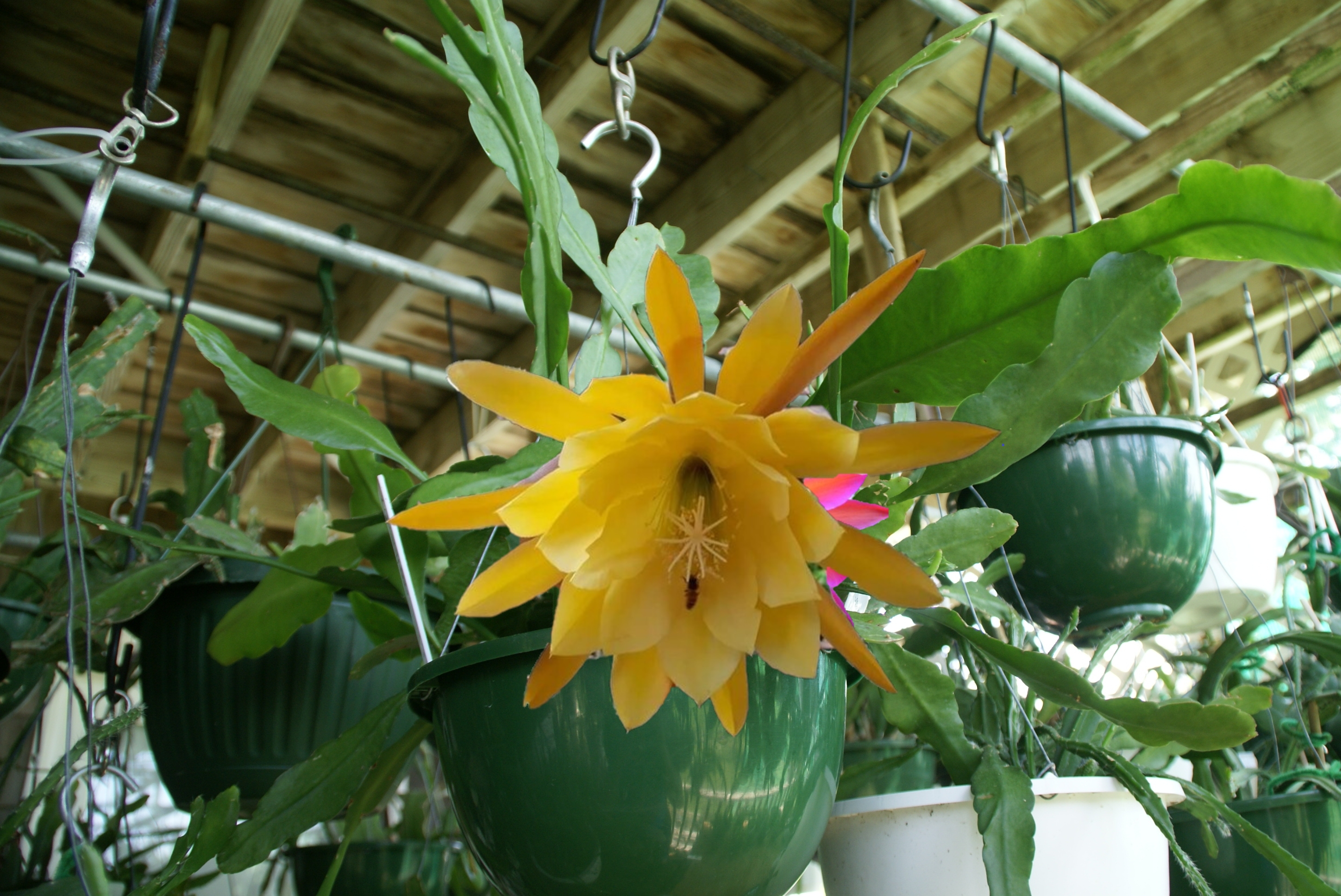 Epiphyllum Orchid Cactus "Going Bananas"