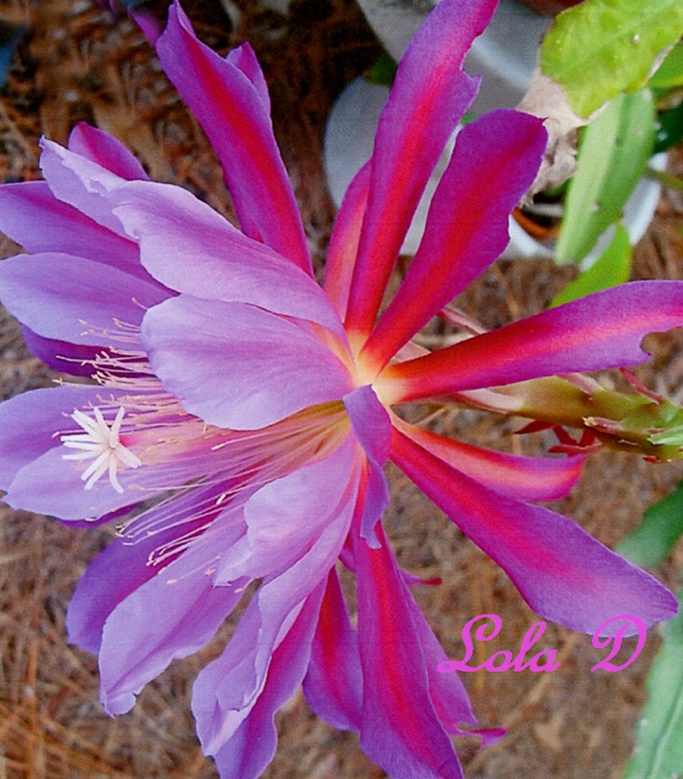 Epiphyllum Orchid Cactus 'Lola D'