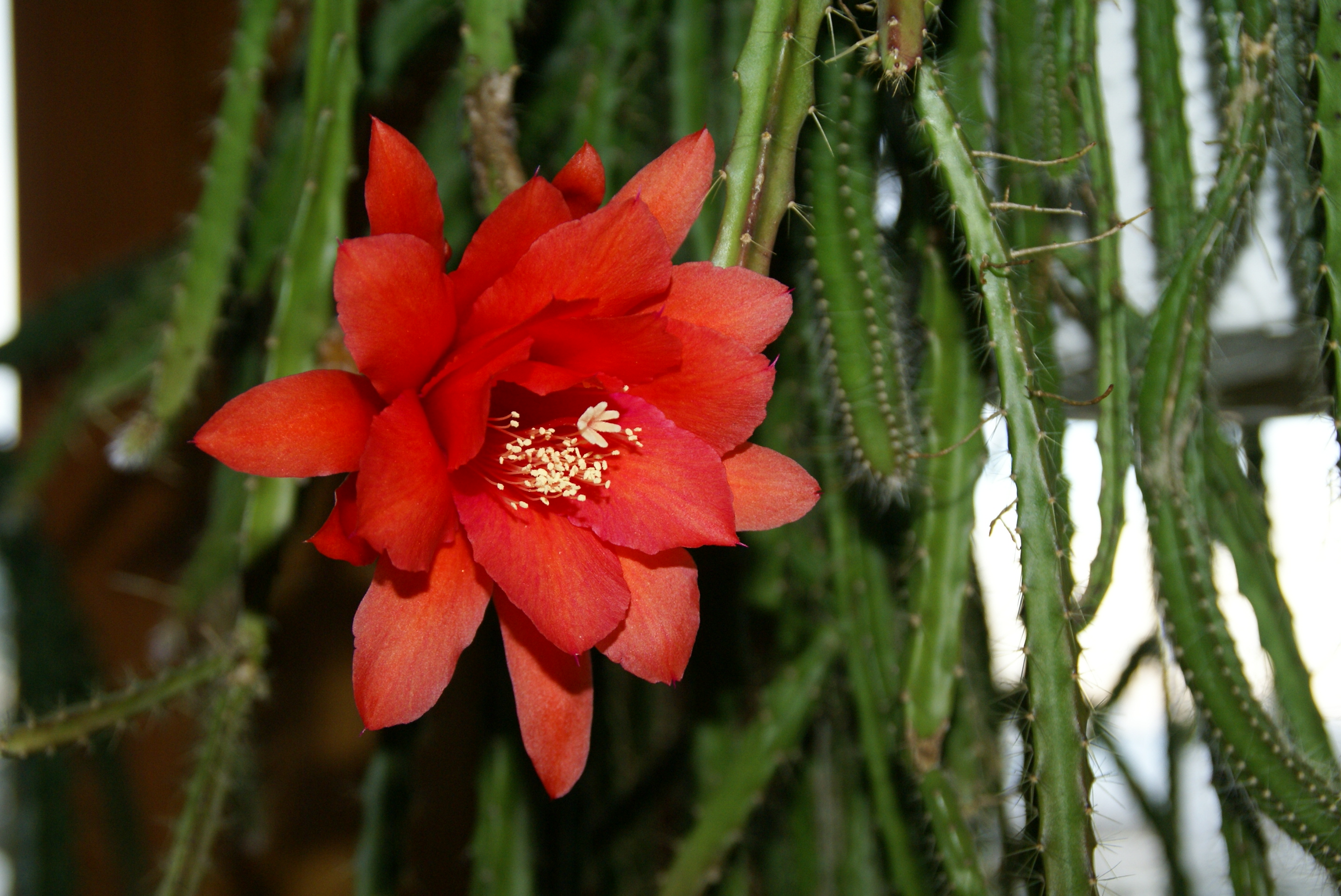 Aporophyllum "Edna Bellamy"