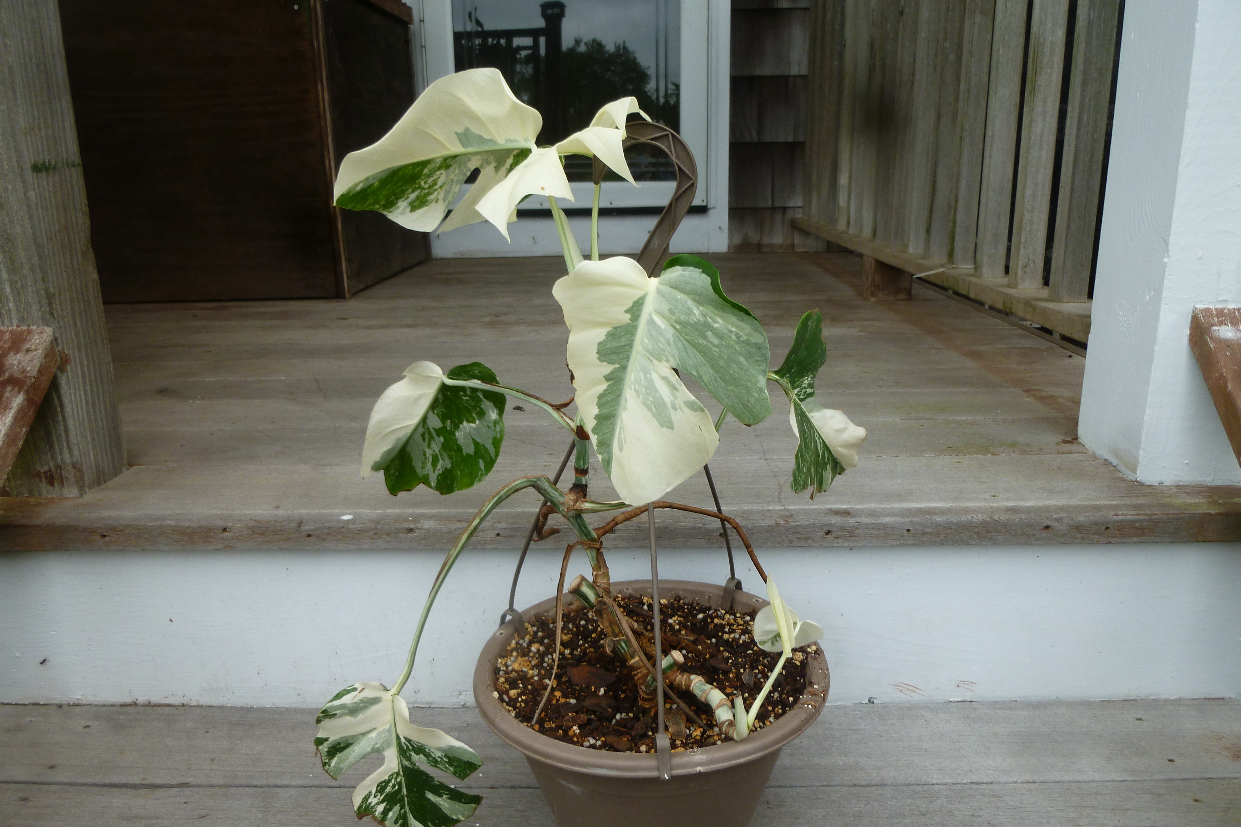 Monstera Albo Variegata
