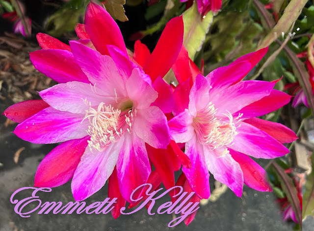 "Emmett Kelly" Orchid Cactus