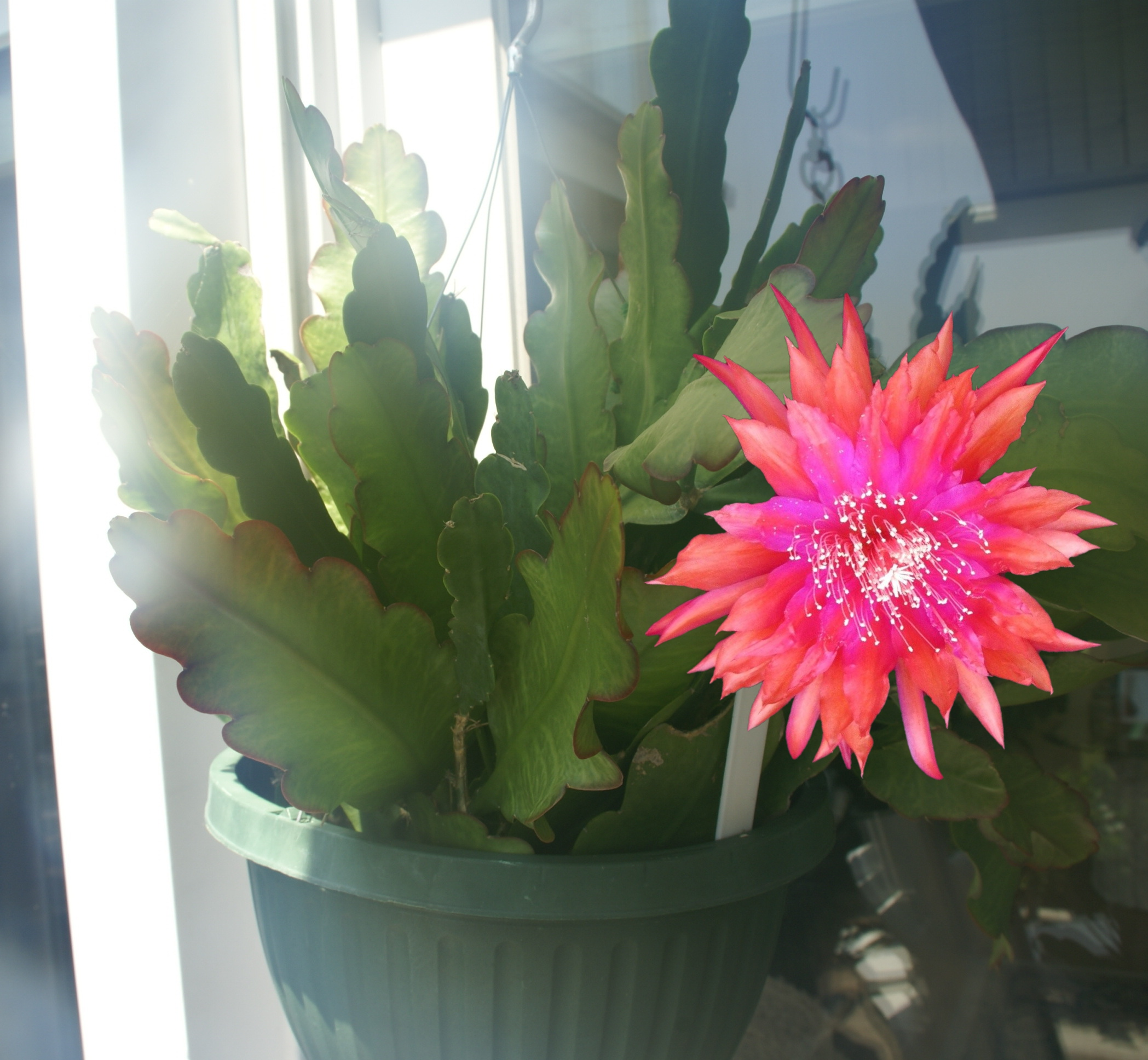 Epiphyllum "Bea Barad" Cuttings 