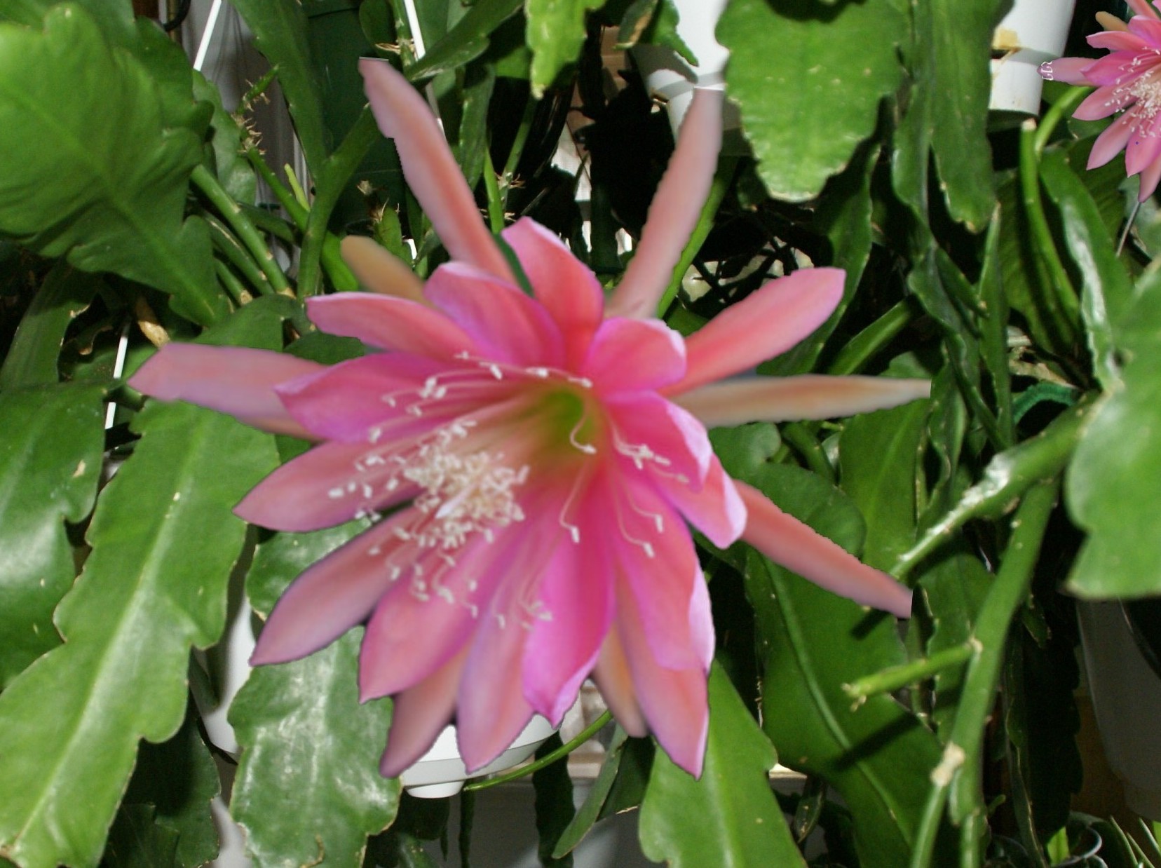 Epiphyllum "Spring Morn"
