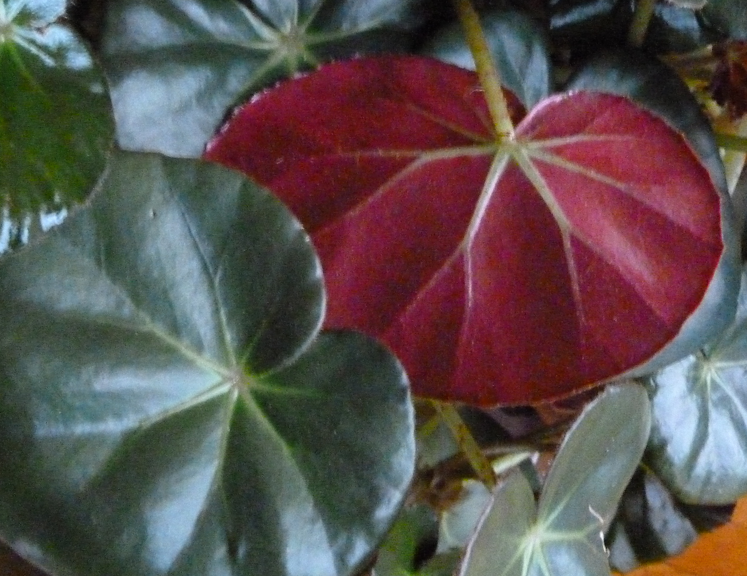Begonia Rooted Plant