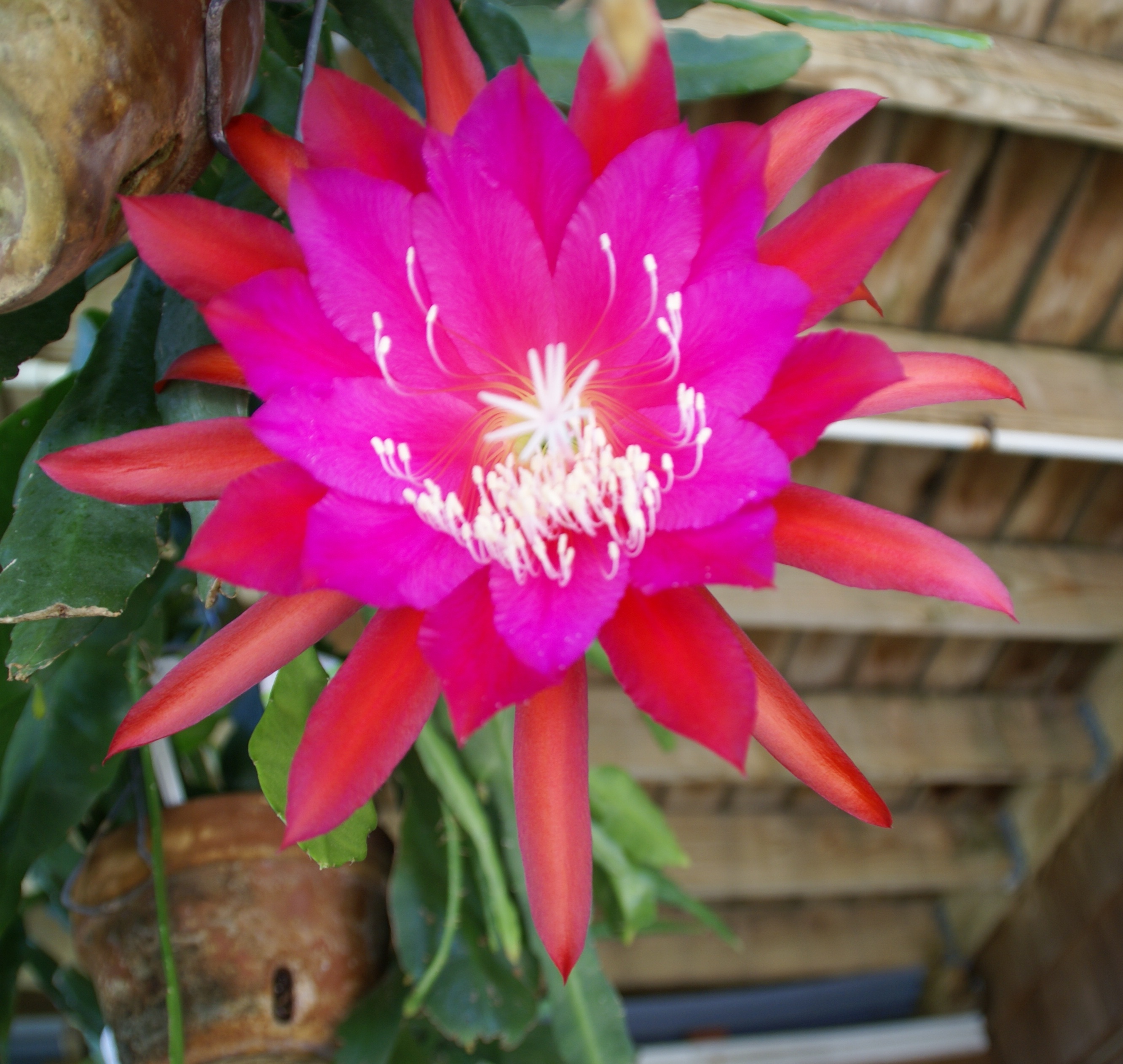 Epiphyllum "Conway's Giant" Cuttings