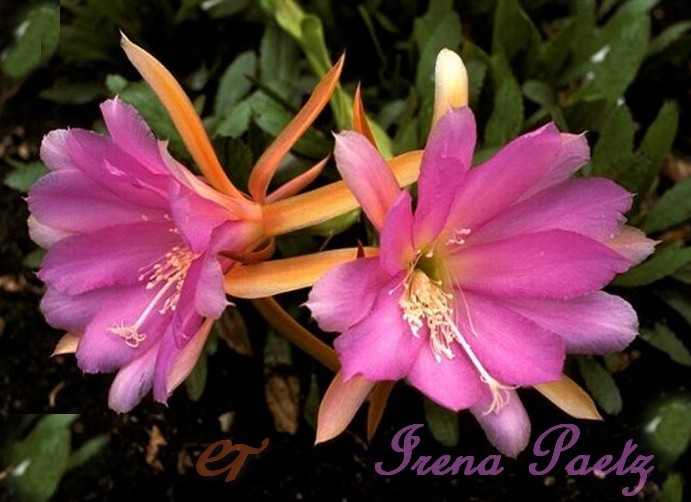 Epiphyllum 'Irena Paetz'