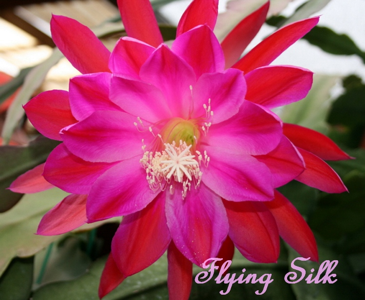 "Flying Silk" Epiphyllum Cutting