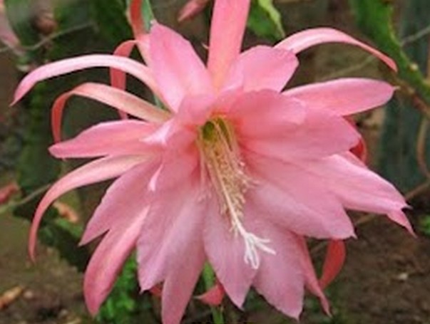 Epiphyllum RARE "Chantilly Lace"