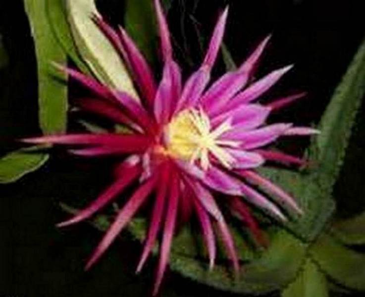 Hylocereus "Connie Mayer"