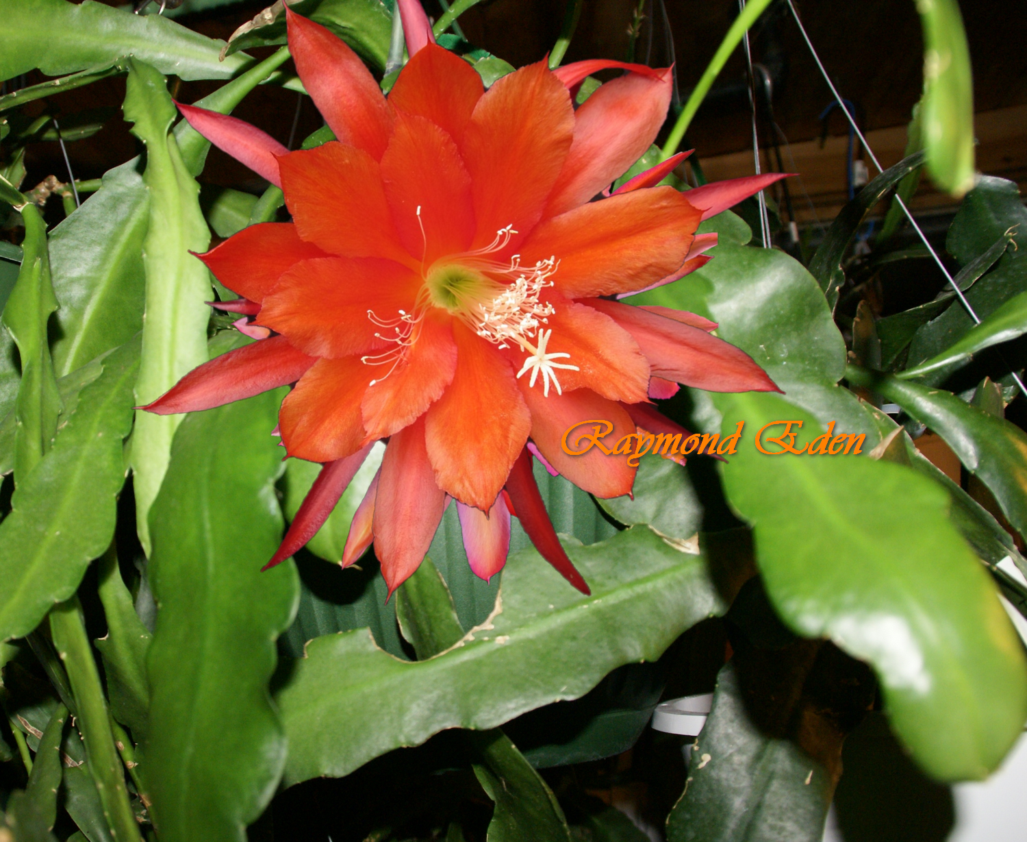 Epiphyllum Hybrid "Raymond Eden"
