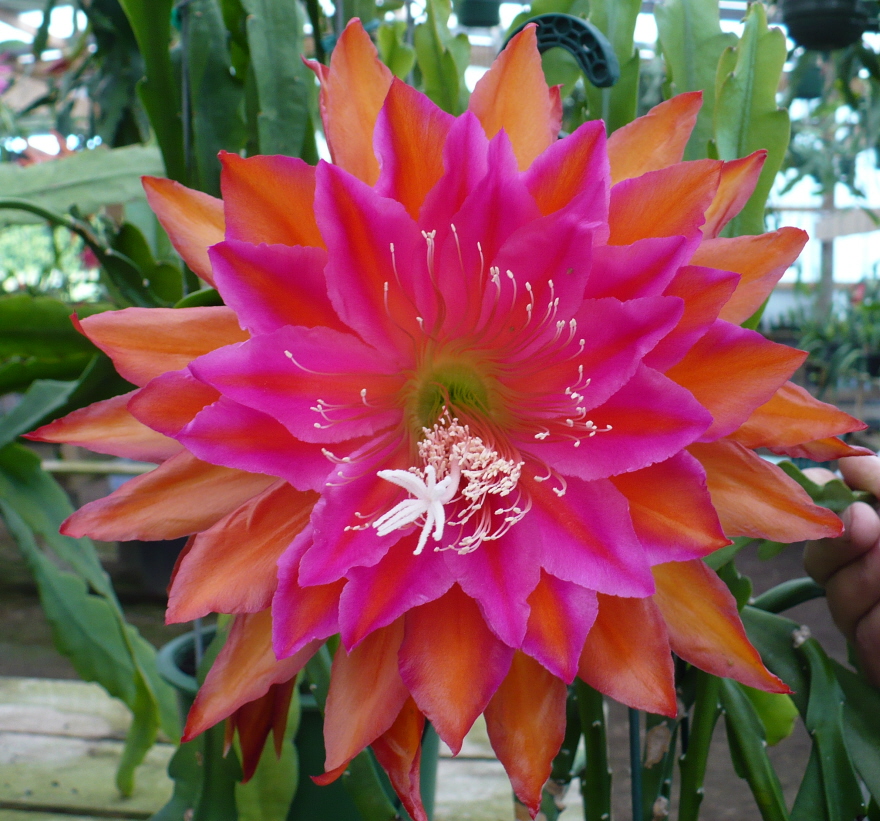 Kiwi Oscar Winner Cuttings