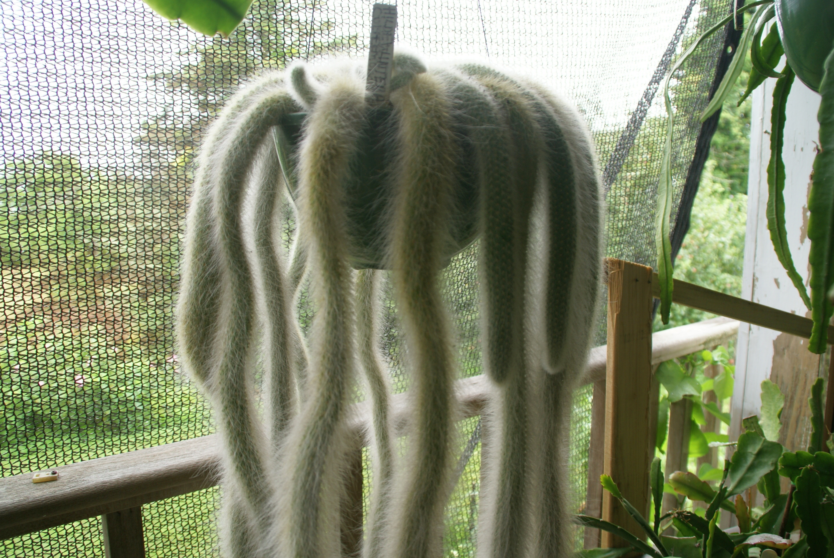 Monkey tail 6"- 8" cuttings