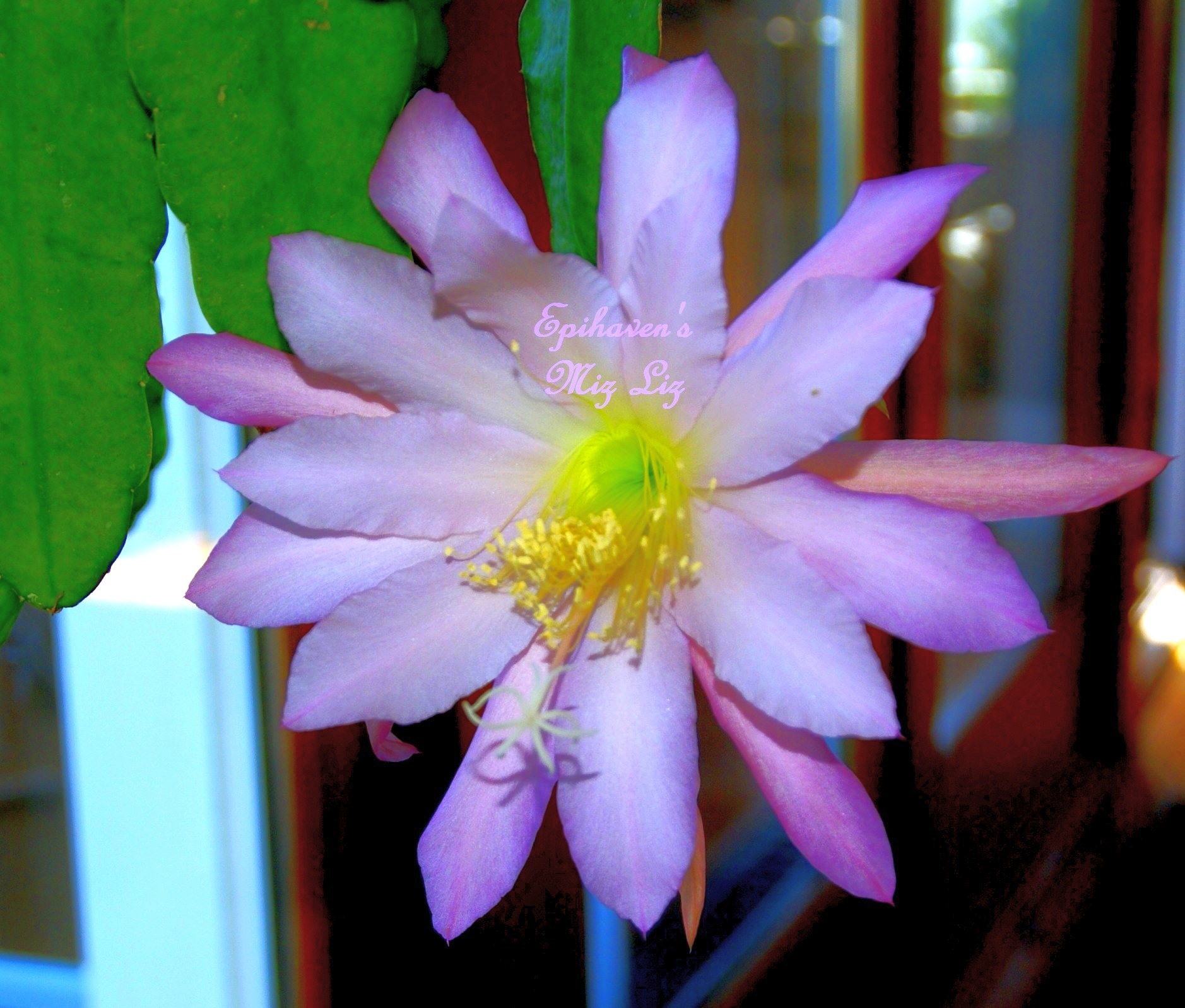 Epiphyllum "Niz Liz"
