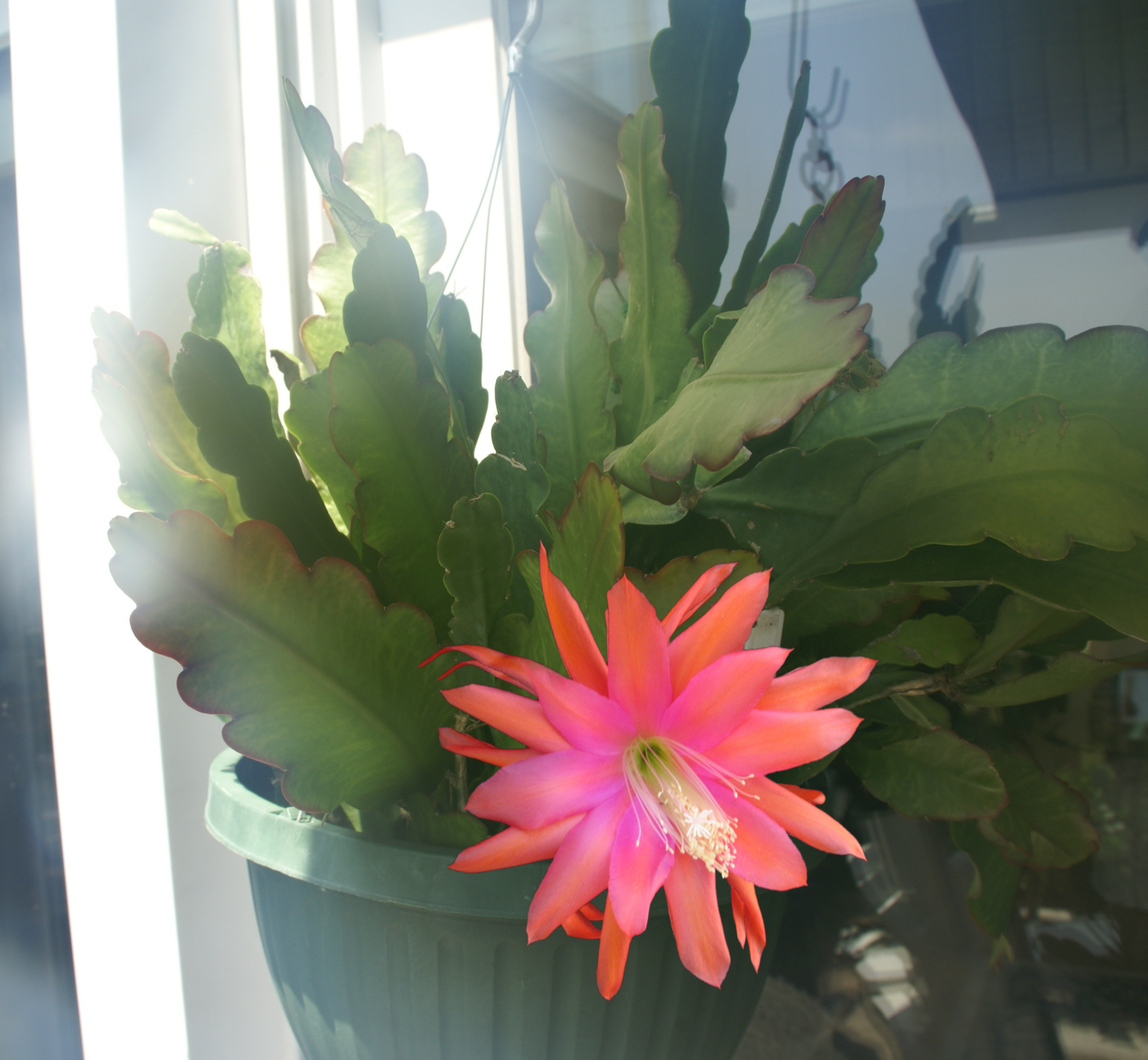 Epiphyllum Orchid "TikiTorch" Cactus