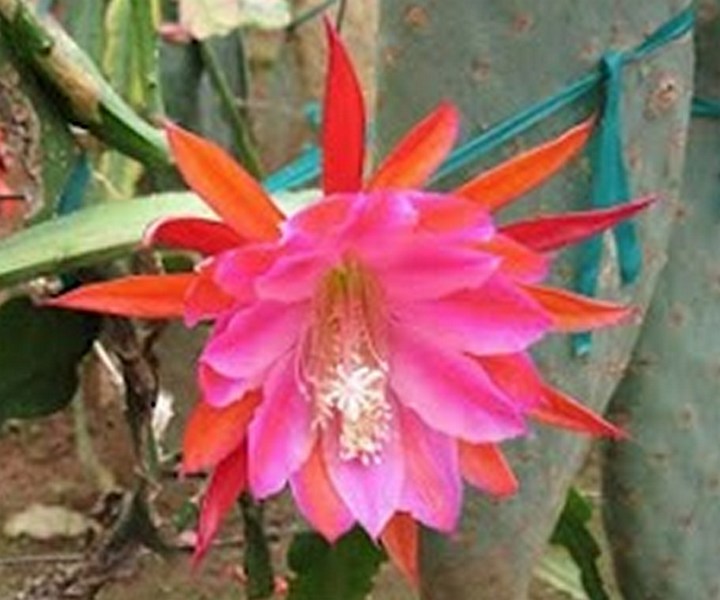 Epiphyllum Cactus "Over the Top"