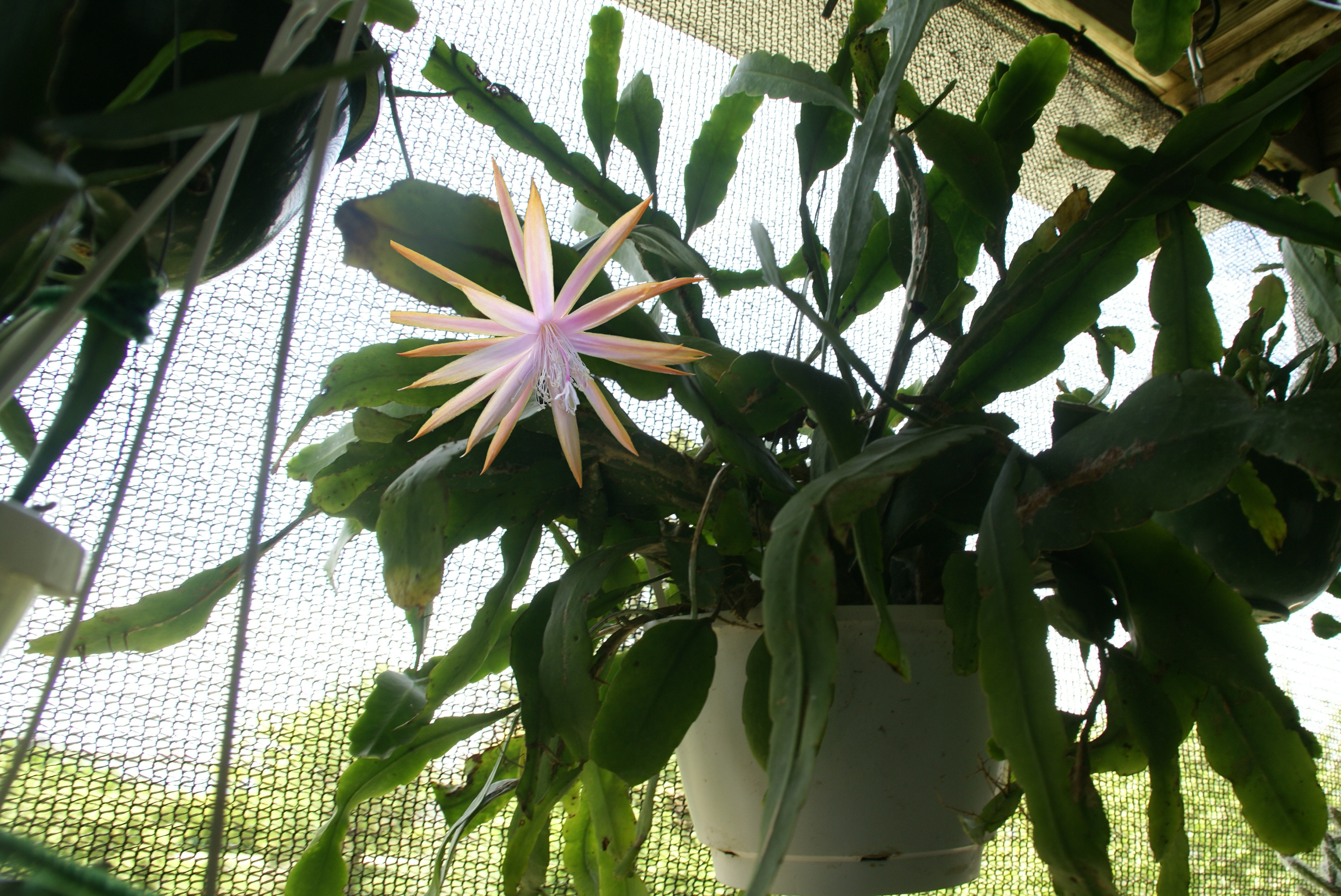 Epiphyllum "Queen Titania" cuttings
