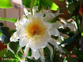 Selenicereus Chrysocardium (Shark Tooth Cactus) fully rooted