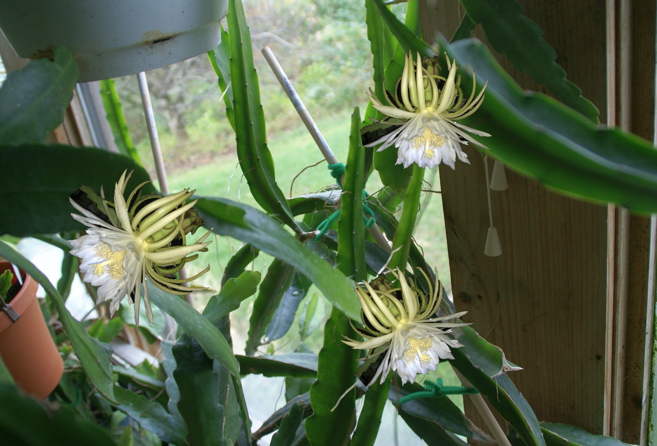 Hylocereus "American Beauty" Night Blooming Cereus