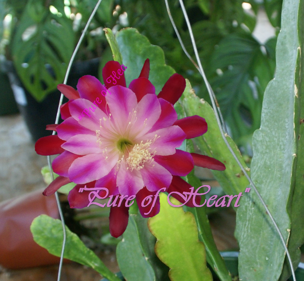 Epiphyllum "Pure of Heart" Orchid Cactus
