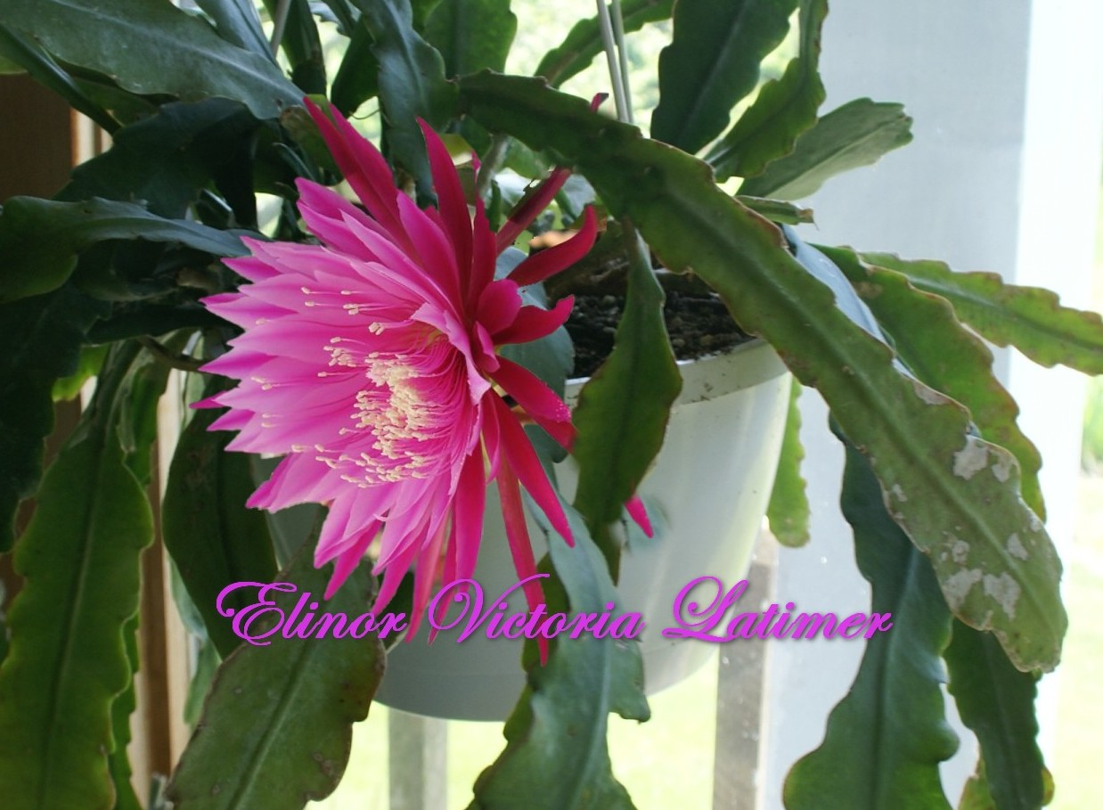 Epiphyllum Orchid Cactus "Elinor Victoria Latimer" 