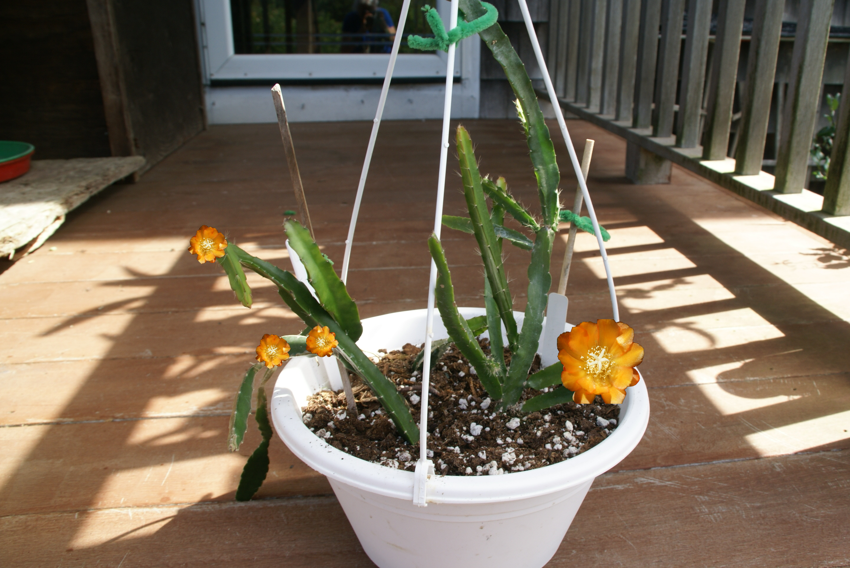 Epiphyllum "Inca's Golden Dream"