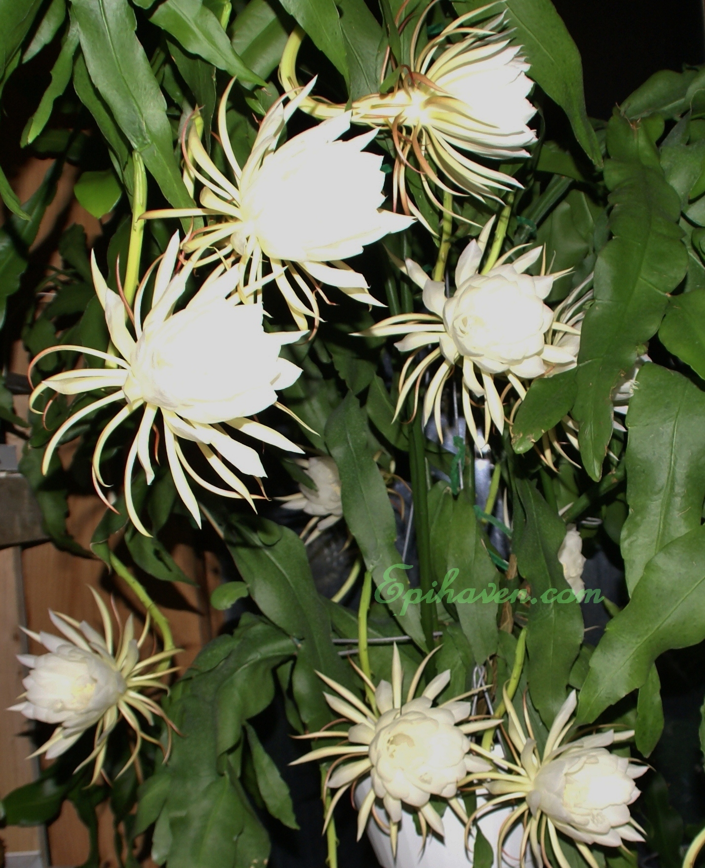 "Oxypetalum" Queen of the Night Cuttings