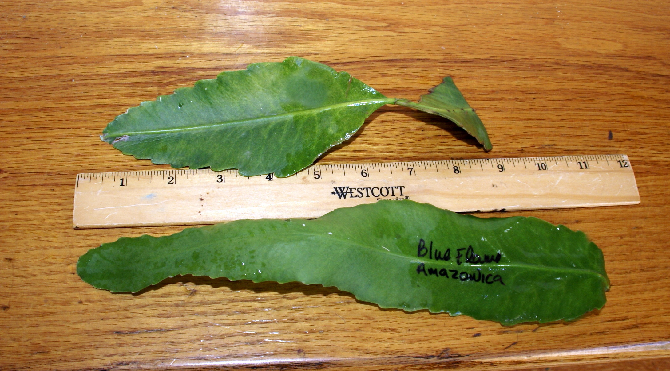Pseudorhipsalis  Amazonica "Blue Flame" Leaf