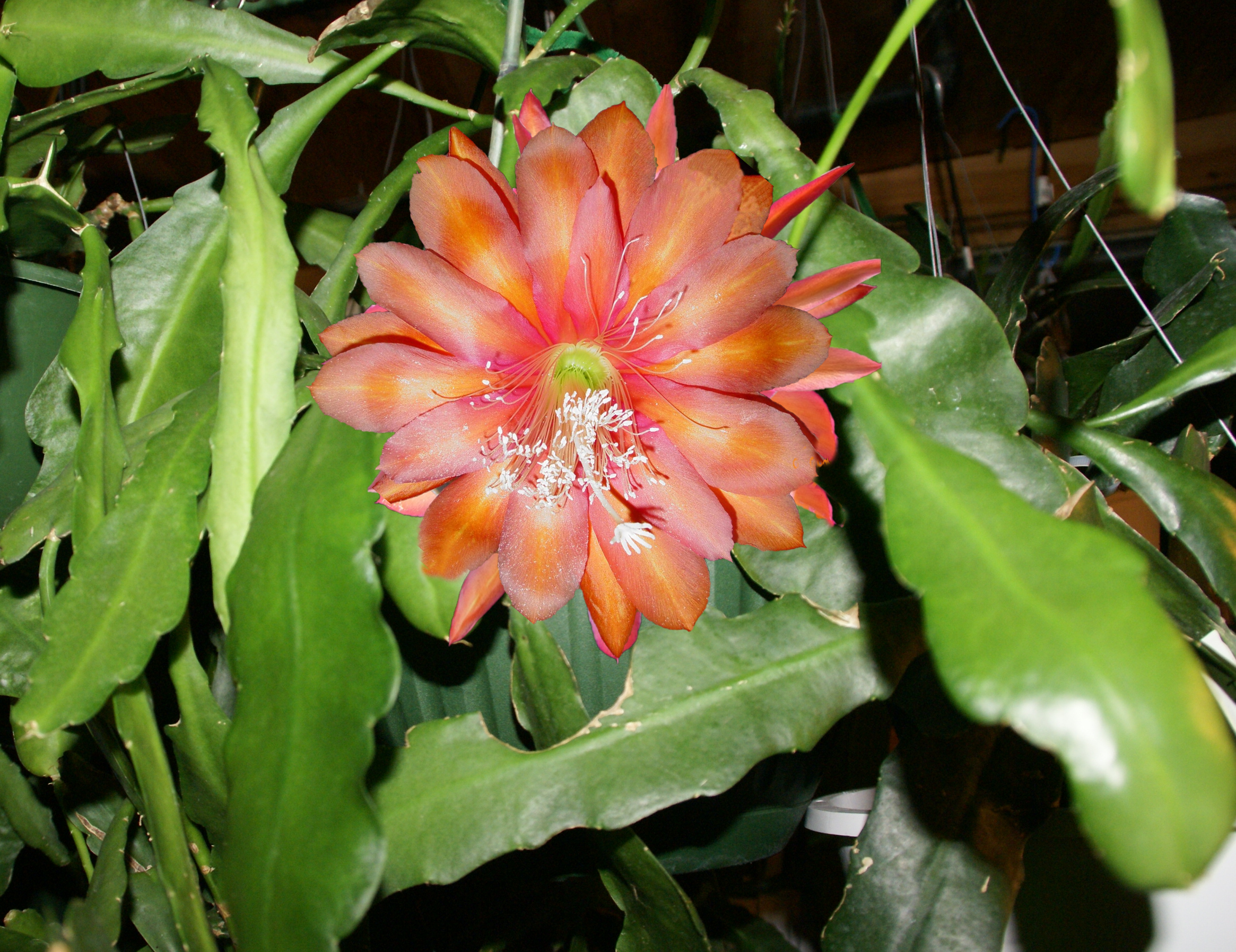 Epiphyllum "Hallowe'en Moon" 