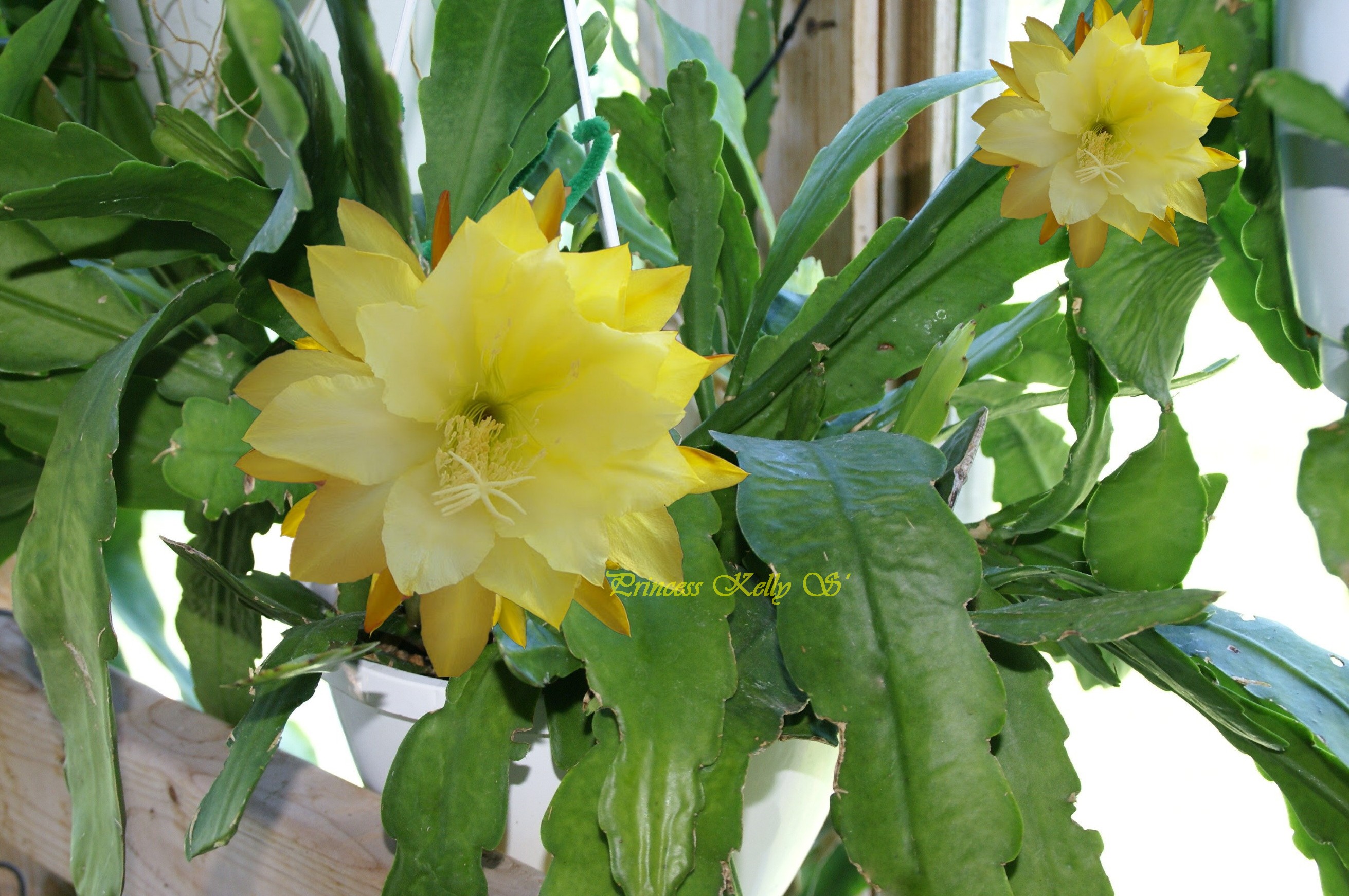 Epiphyllum Cactus "Princess Kelly"