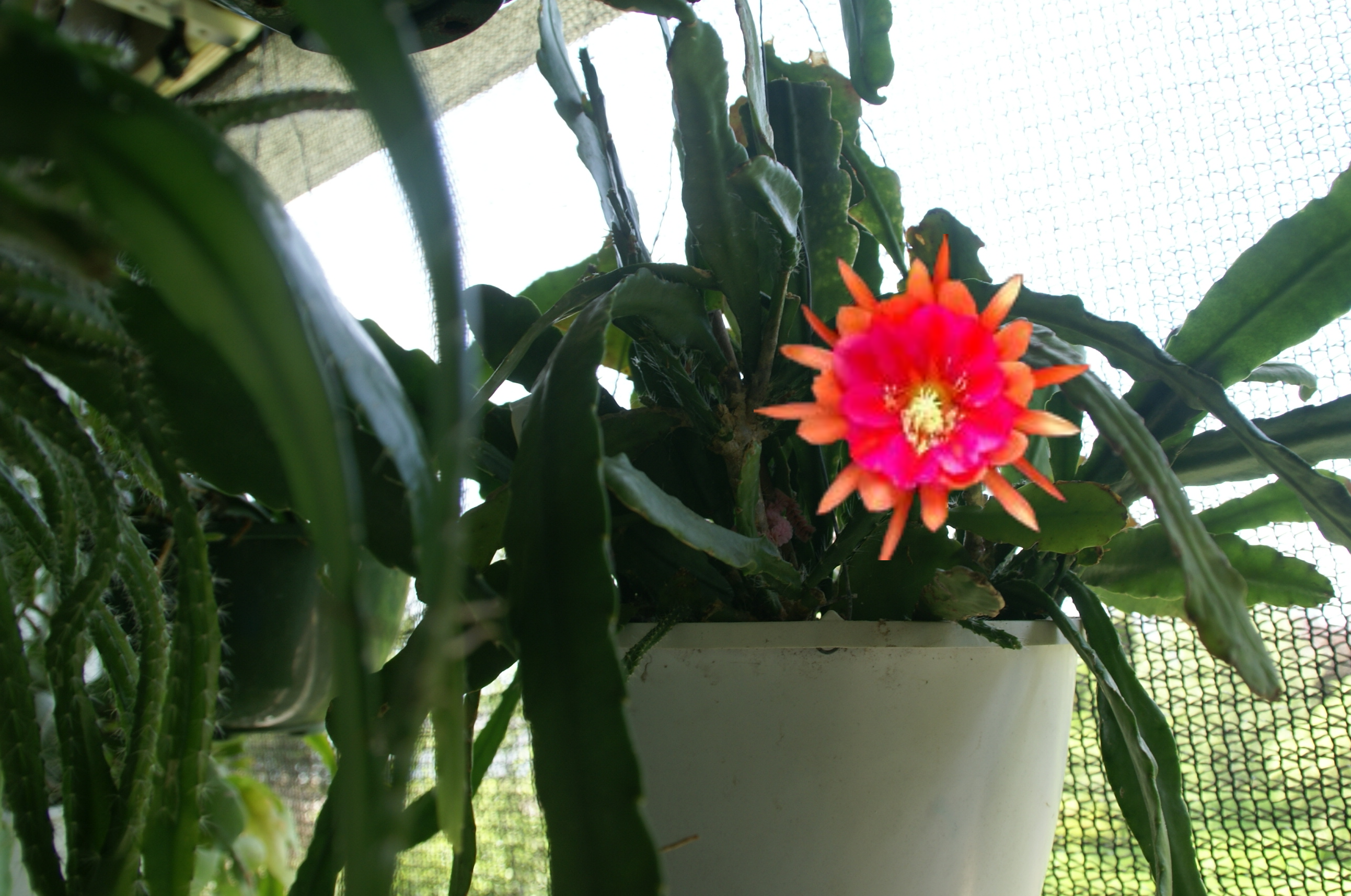 Epiphyllum Hybrid "Letty May"