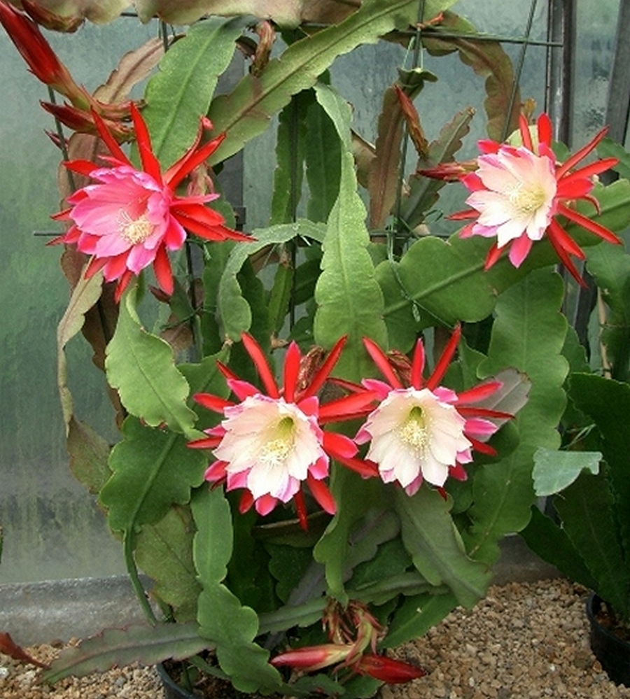 Epiphyllum Hybrid "Clown" Orchid Cactus