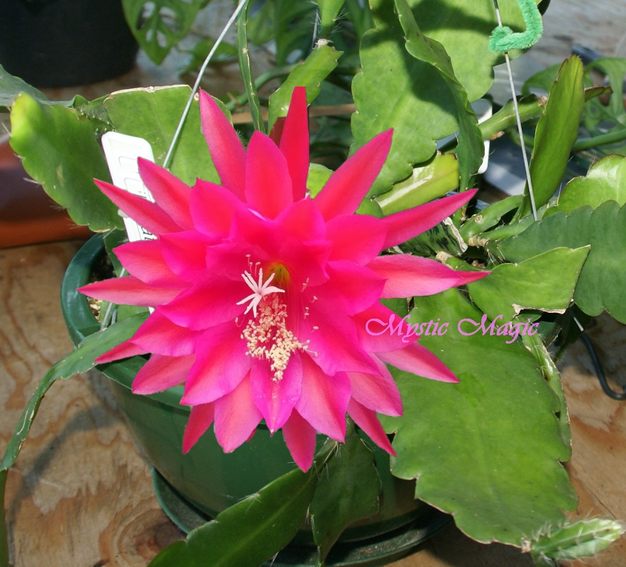 "Mystic Magic" Orchid Cactus Flower
